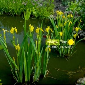 4 Yellow Flag Iris rhizomes (2026) trimmed foliage bog ponds gar…